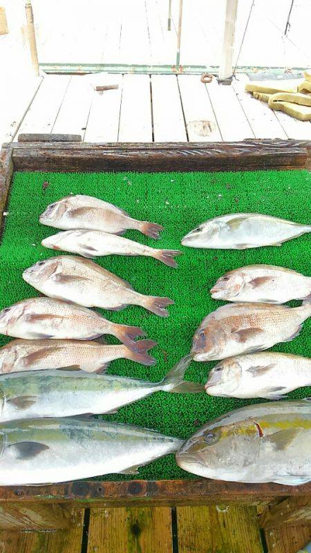 海の釣堀 海恵 釣果