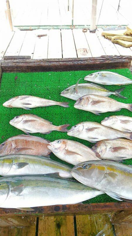 海の釣堀 海恵 釣果