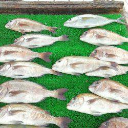 海の釣堀 海恵 釣果