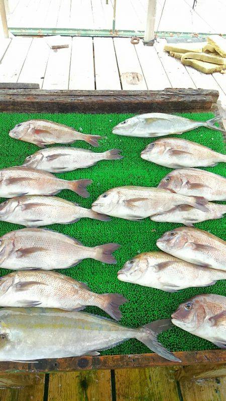 海の釣堀 海恵 釣果