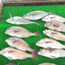 海の釣堀 海恵 釣果