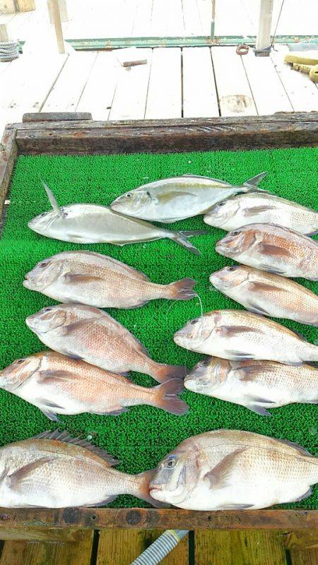 海の釣堀 海恵 釣果