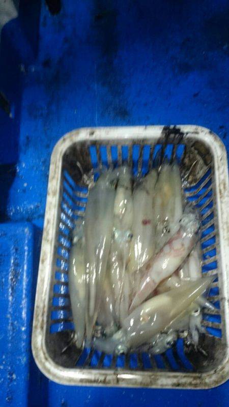 海龍丸(石川) 釣果