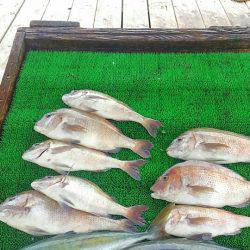 海の釣堀 海恵 釣果