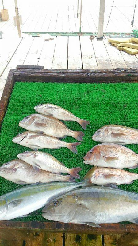 海の釣堀 海恵 釣果