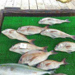 海の釣堀 海恵 釣果