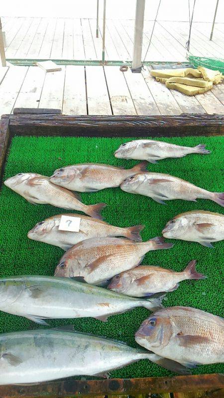 海の釣堀 海恵 釣果