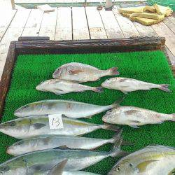 海の釣堀 海恵 釣果