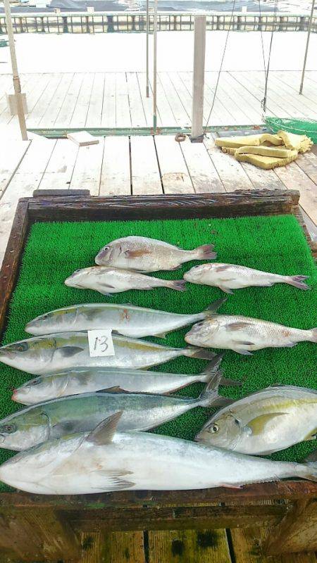 海の釣堀 海恵 釣果