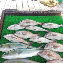 海の釣堀 海恵 釣果