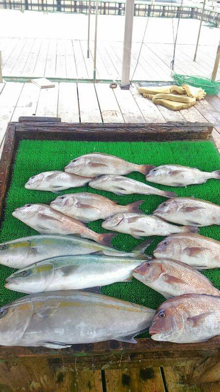 海の釣堀 海恵 釣果