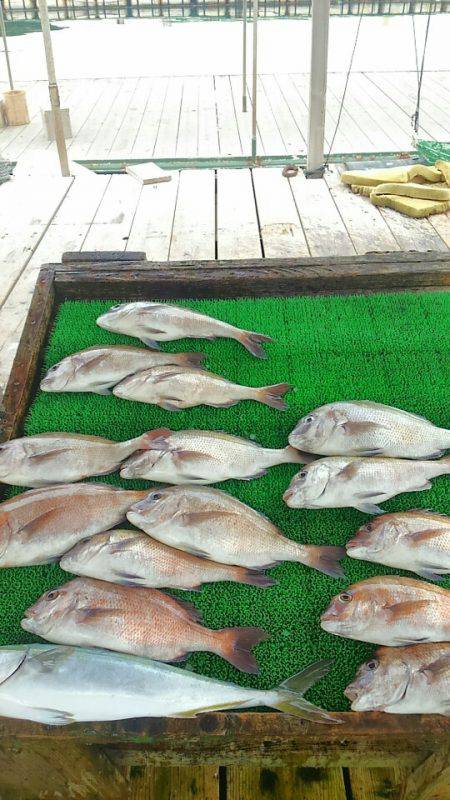 海の釣堀 海恵 釣果