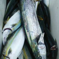 サンマリン 釣果