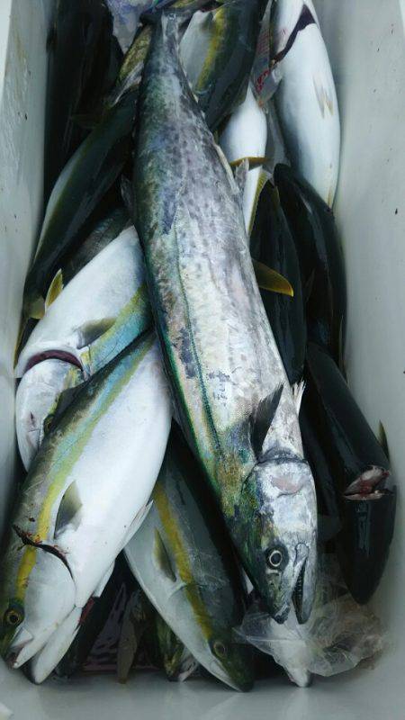 サンマリン 釣果