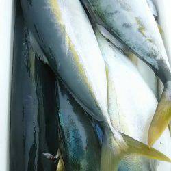 サンマリン 釣果