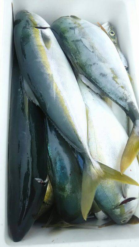 サンマリン 釣果