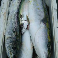 サンマリン 釣果