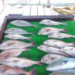 海の釣堀 海恵 釣果