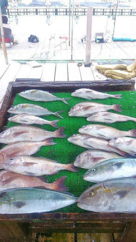 海の釣堀 海恵 釣果