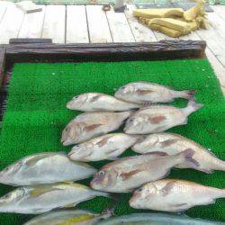 海の釣堀 海恵 釣果