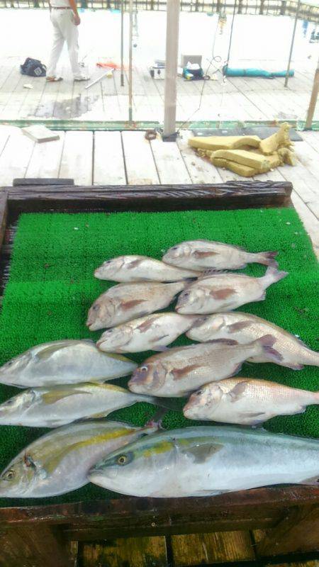 海の釣堀 海恵 釣果