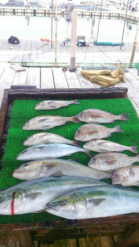 海の釣堀 海恵 釣果