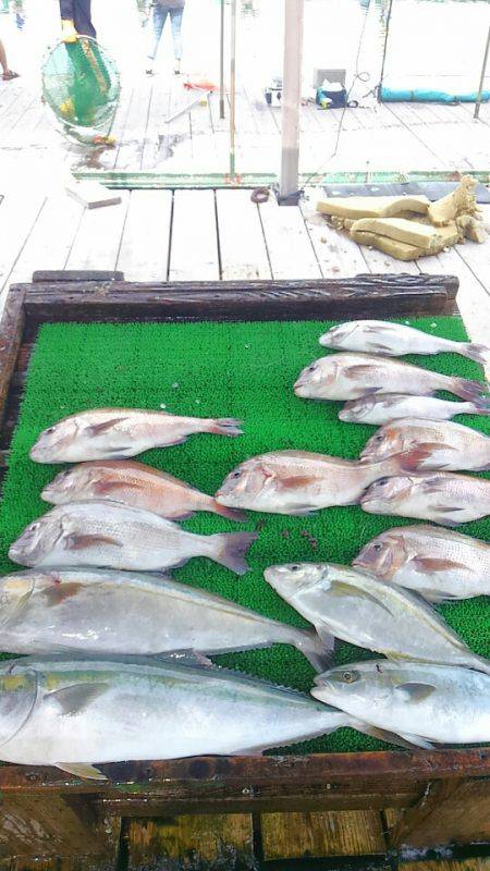 海の釣堀 海恵 釣果