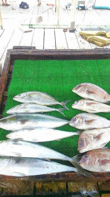 海の釣堀 海恵 釣果