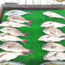海の釣堀 海恵 釣果