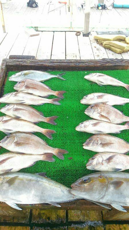 海の釣堀 海恵 釣果