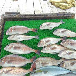 海の釣堀 海恵 釣果