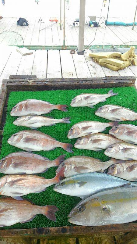 海の釣堀 海恵 釣果