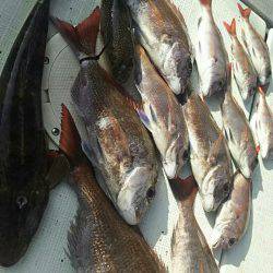 タイラバ遊漁船 ワンピース 釣果