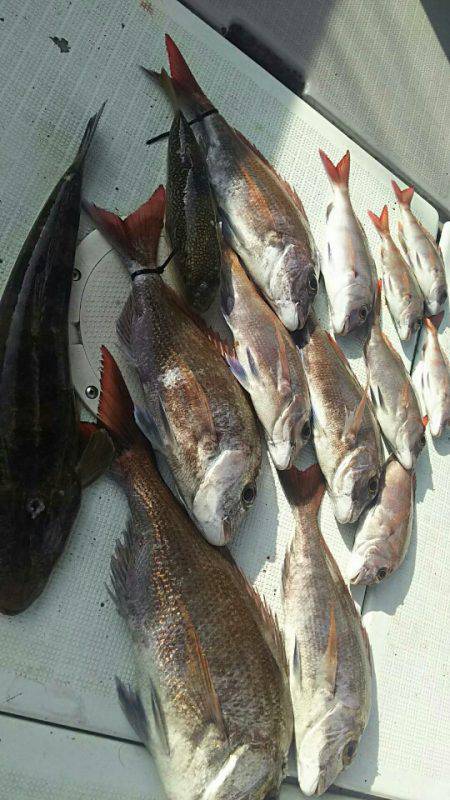 タイラバ遊漁船 ワンピース 釣果