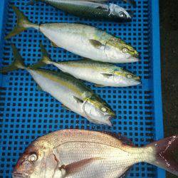 第三共栄丸 釣果