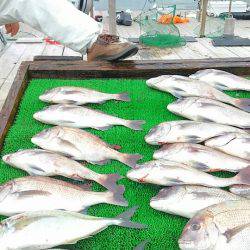 海の釣堀 海恵 釣果