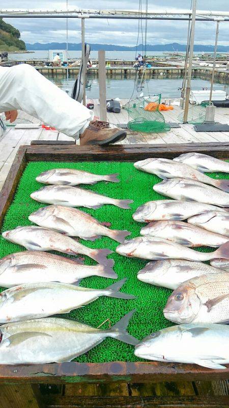 海の釣堀 海恵 釣果