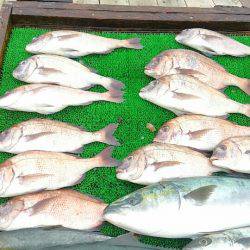 海の釣堀 海恵 釣果