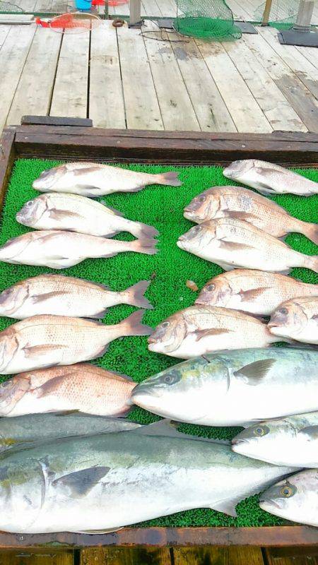 海の釣堀 海恵 釣果