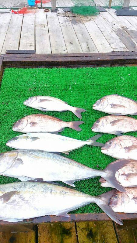 海の釣堀 海恵 釣果