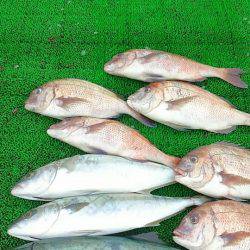 海の釣堀 海恵 釣果