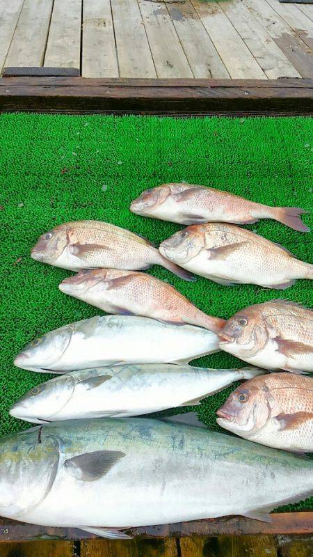 海の釣堀 海恵 釣果