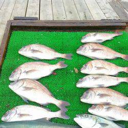 海の釣堀 海恵 釣果