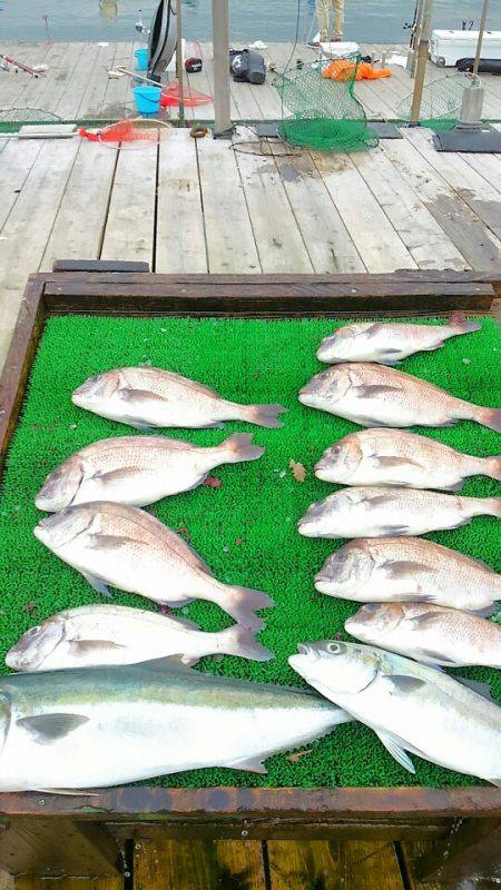 海の釣堀 海恵 釣果