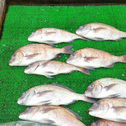 海の釣堀 海恵 釣果