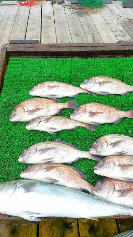 海の釣堀 海恵 釣果