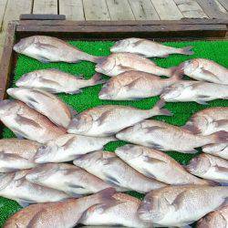 海の釣堀 海恵 釣果