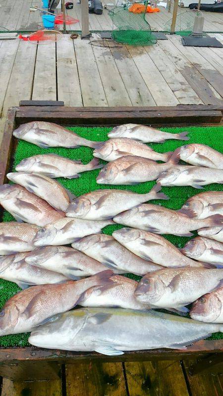 海の釣堀 海恵 釣果