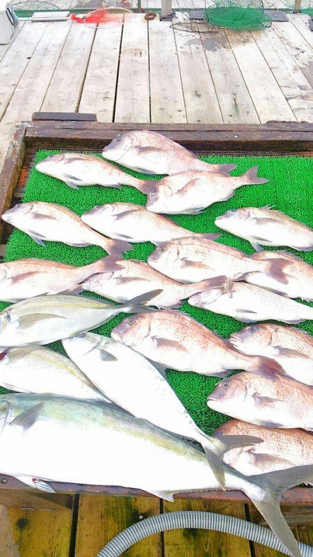 海の釣堀 海恵 釣果