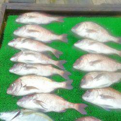 海の釣堀 海恵 釣果